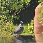 Tourmagne Piscine *